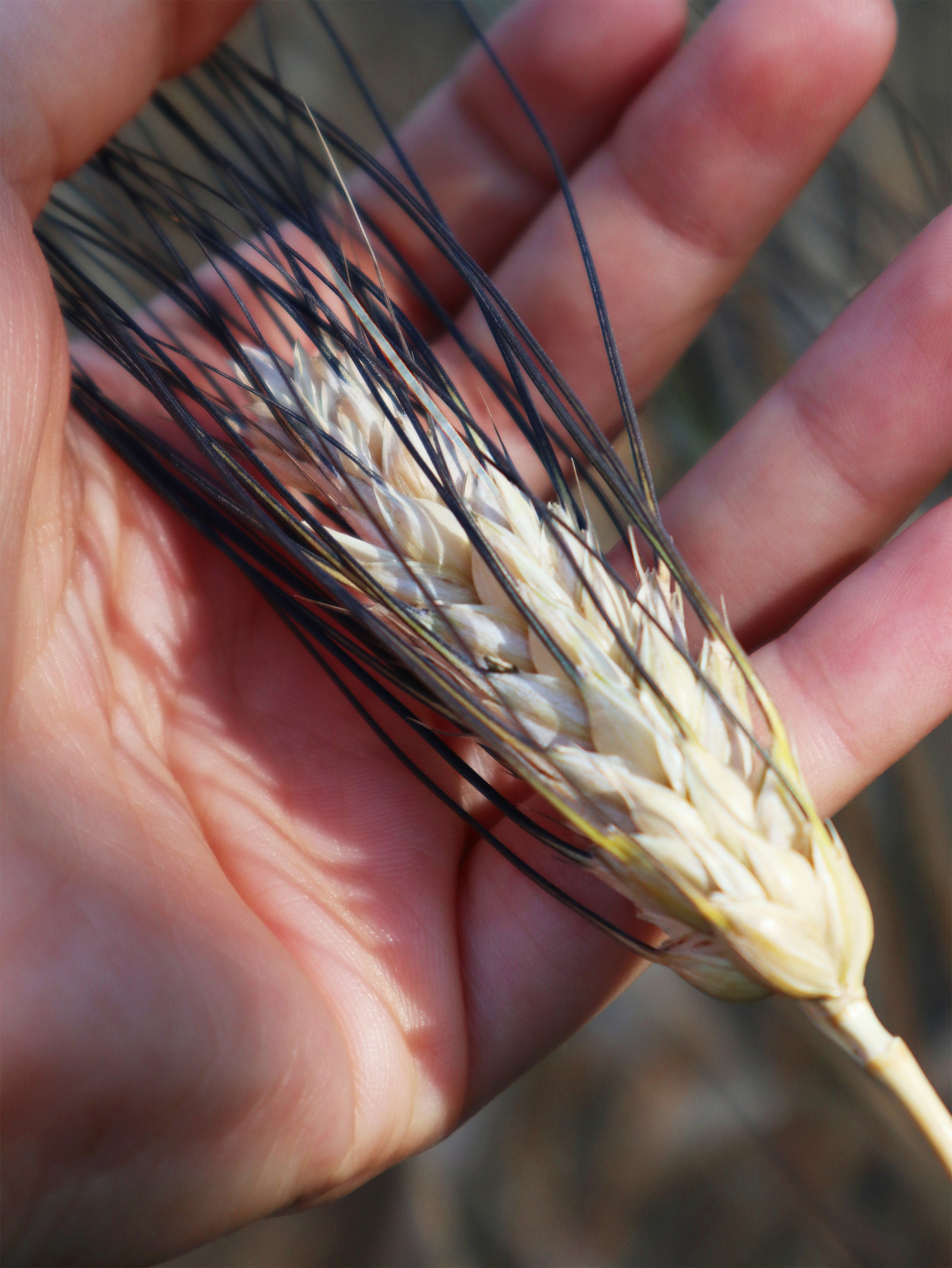 pastafabbri-grano-6238.jpg
